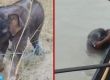 टिस्टा नदी में बहते हुए हाथी के बच्चे को माझी समुदाय ने बचाया
